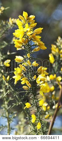 Calicotome Spinosa