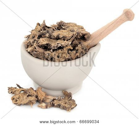 Ligustium root chinese herbal medicine in a stone mortar with pestle over white background. Gao ben.