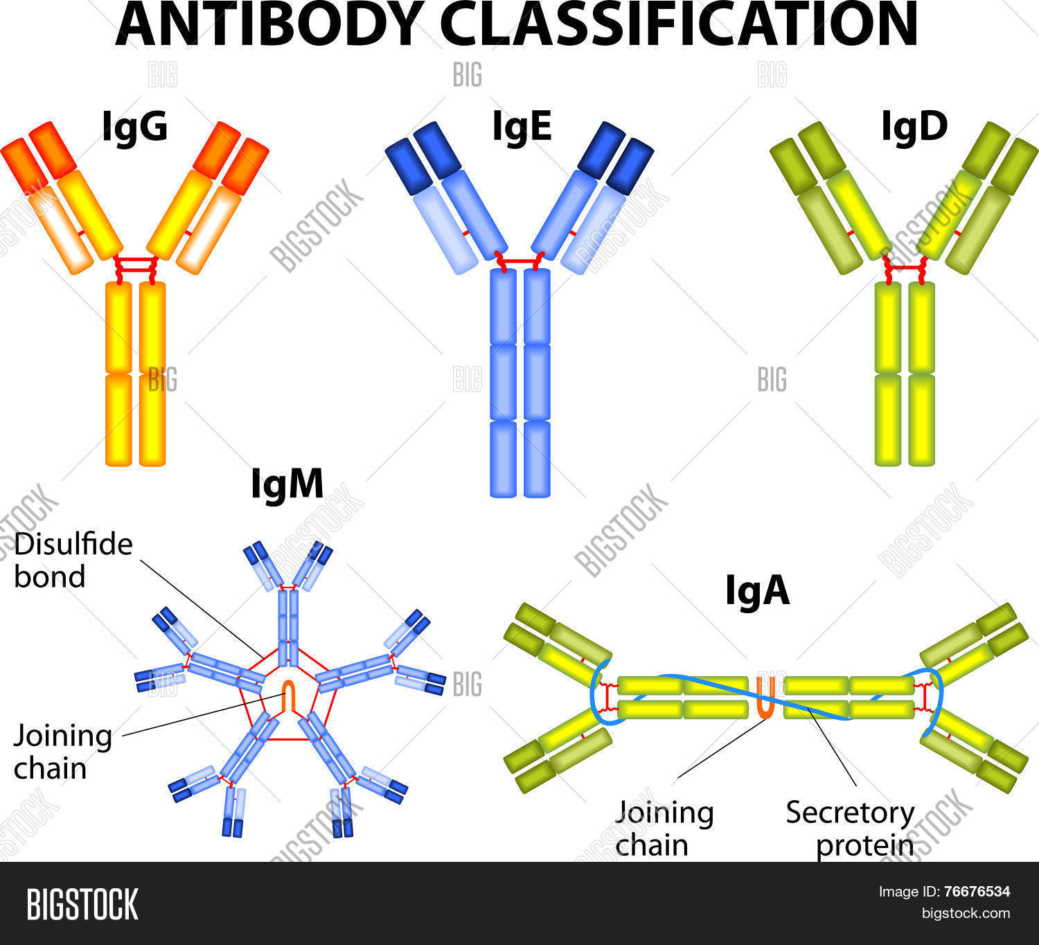 Antibody Vector & Photo (Free Trial) Bigstock