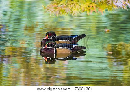 Wood Ducks On A Pond