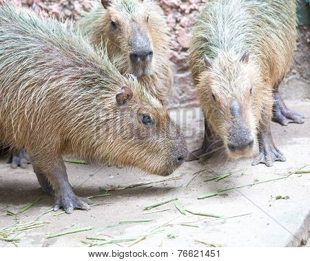 Capybara (hydrochoerus Hydrochaeris)