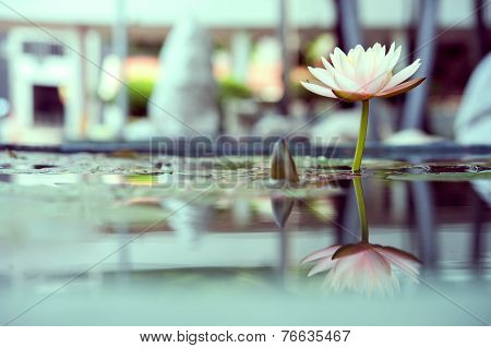 Beautiful Pink Lotus Flower In Pond Vintage Photo Filtered Style