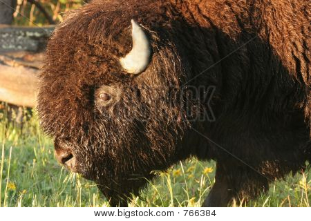 Buffalo closeup