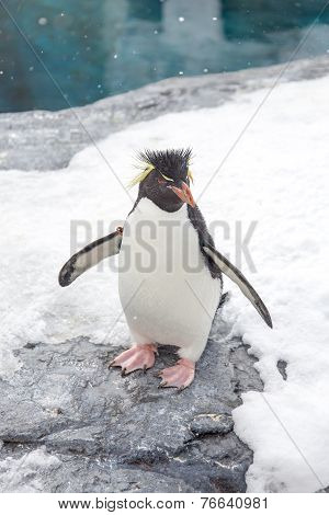 Rockhopper Penguin Standing On Snow