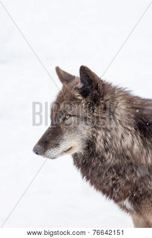 Face Of Big Brown Wolf