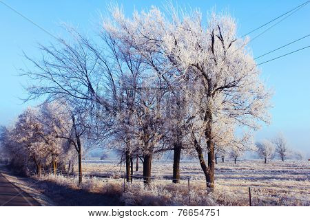 Trees with winter frost and ice