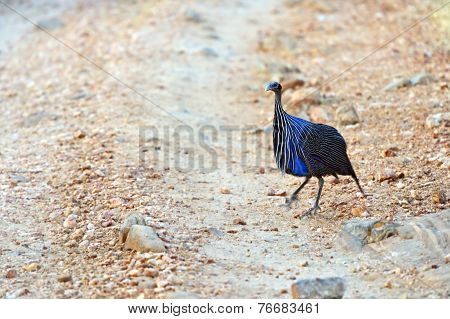 Vulturine Guineafowl