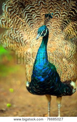 Peacock