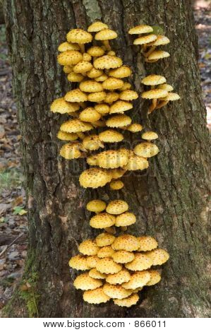 Boom schimmel gouden Scalycap (Pholiota aurivella)