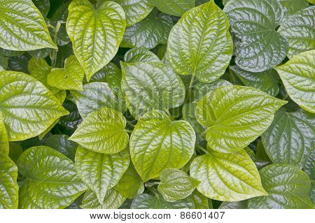 Green Leaves Of Piper Betle Or Betel
