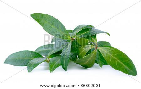 Creeping Myrtle / Periwinkle