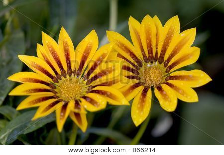gazania