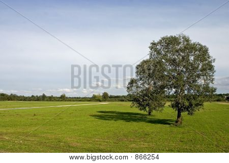 drzewa na łące