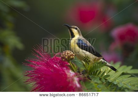 Nectarinia asiatica, female purple sun bird, Nepal