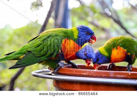 Parrot Tropical Bird