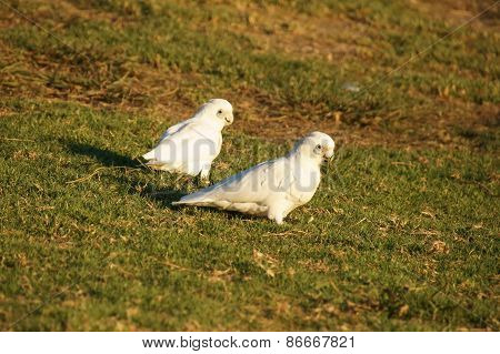 Cockatoo's on a grassy hill.