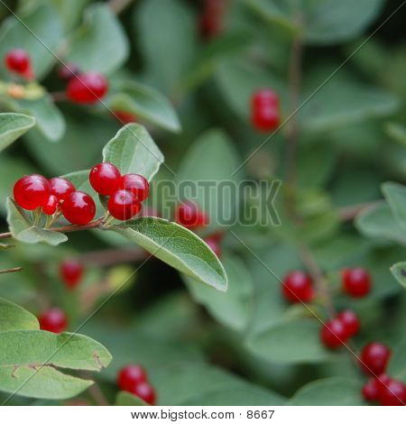 Berry Berry kırmızı