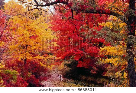 Autumn Leaves