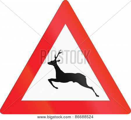 Wild Animals Crossing In Austria