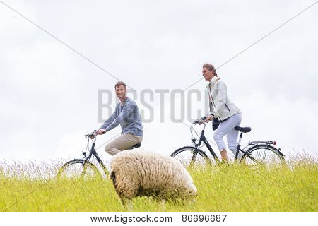 Couple having bicycle tour with bike at levee with sheep