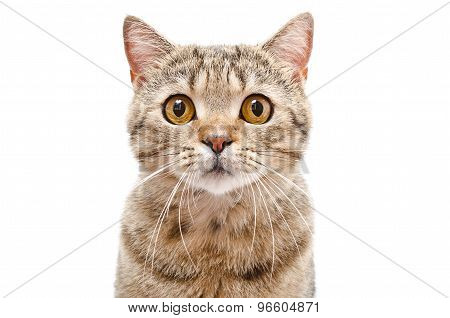 Portrait of a cat Scottish Straight