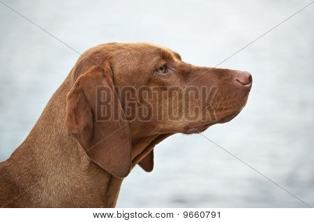 Ungarske dukke (siddende) hund profil