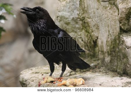 Common raven (Corvus corax) eating dead chicken. Wild life animal. 