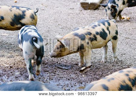 Spoted Piglets