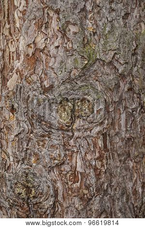 Tree Bark