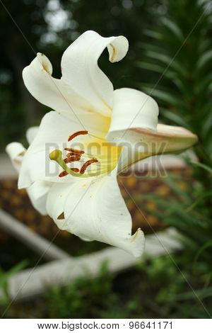 Flower Lily