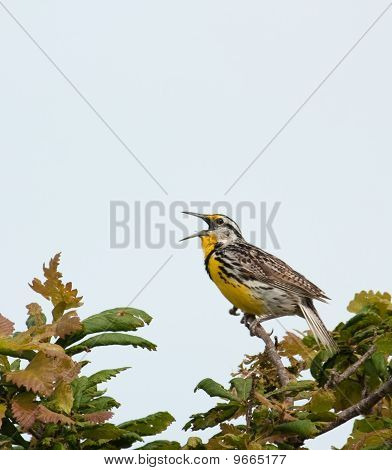 서양 Meadowlark, Sturnella Neglecta