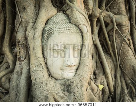 Buddha head overgrown by fig tree in Wat Mahathat. Ayutthaya historical park