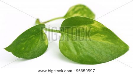 Epipremnum Aureum Or Money Plant