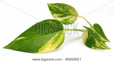Epipremnum Aureum Or Money Plant