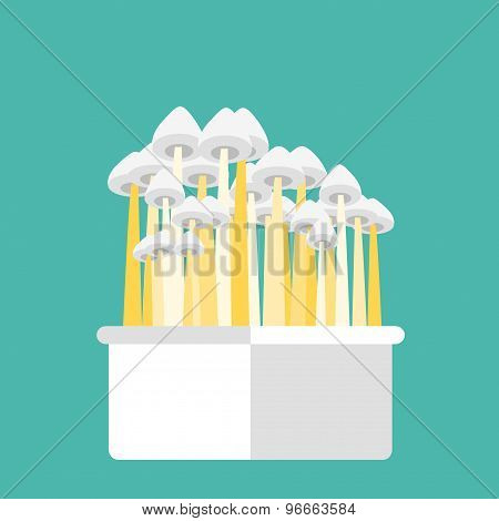 Magic Mushrooms Grow Kit