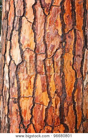 Brown Bark Of Pine Tree