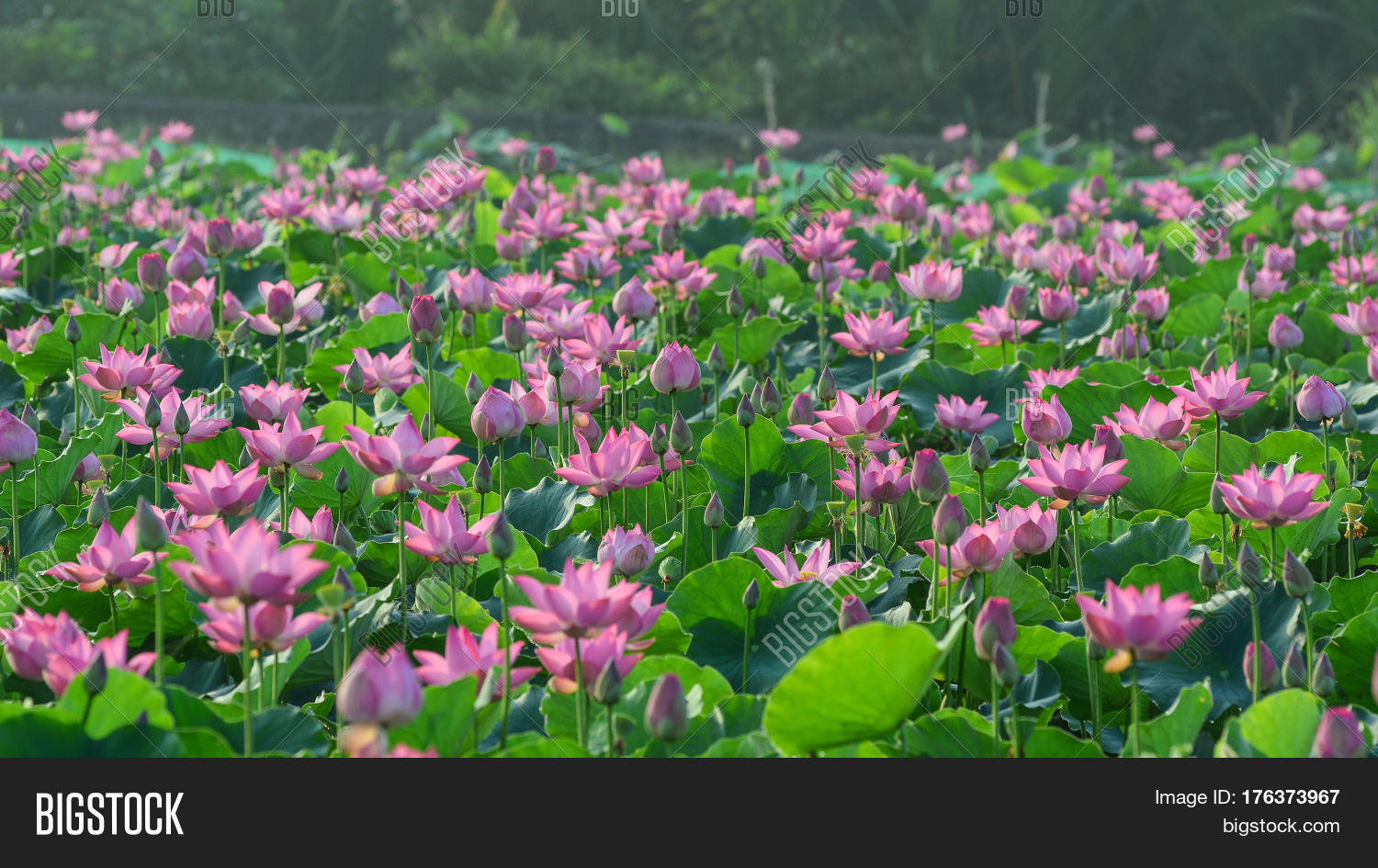 Landscape Lotus Flower Image & Photo (Free Trial) Bigstock
