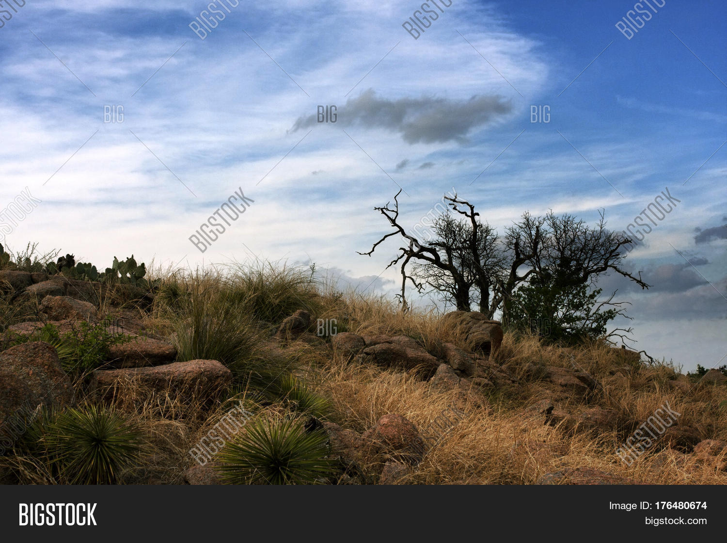 Lone Scrub Tree On Image & Photo (Free Trial) Bigstock