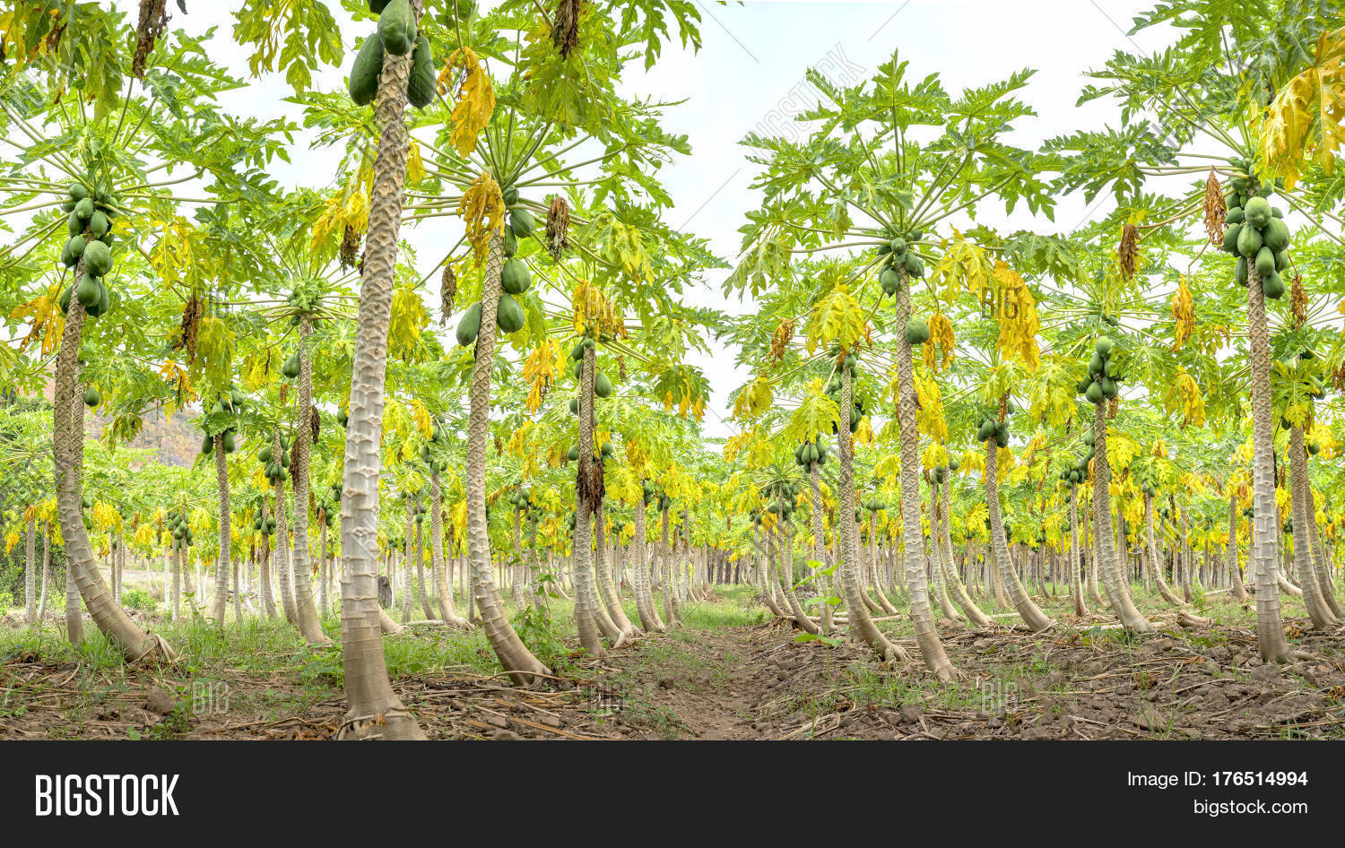 Papaya Garden Trees Image & Photo (Free Trial) Bigstock