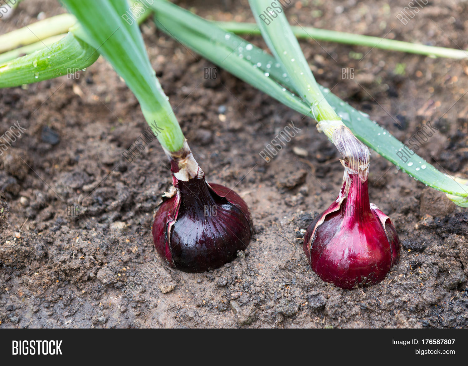 Onion Plantation Image & Photo (Free Trial) Bigstock