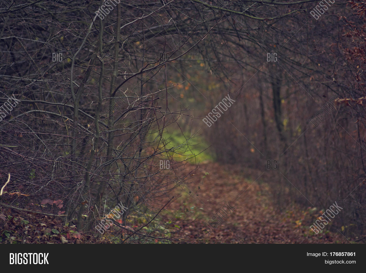 Beautiful Autumn Image & Photo (Free Trial) | Bigstock