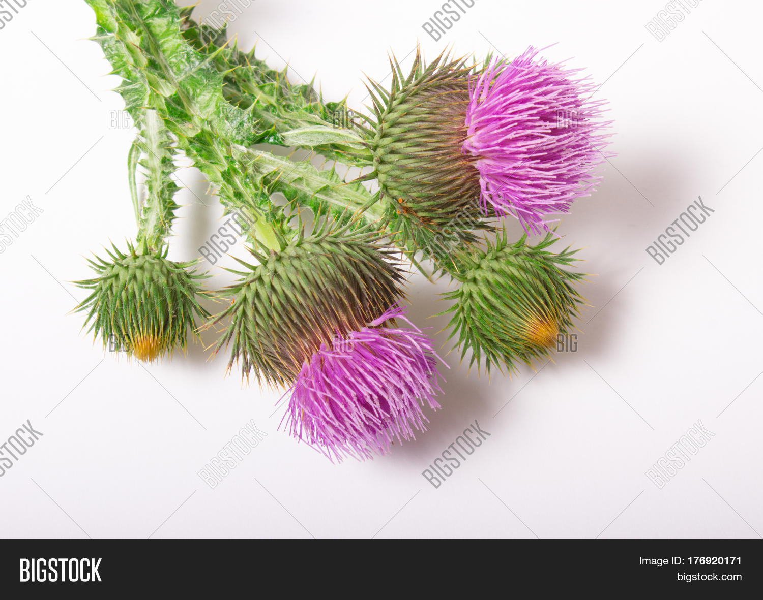 Fresh Thistle Flowers Image & Photo (Free Trial) Bigstock