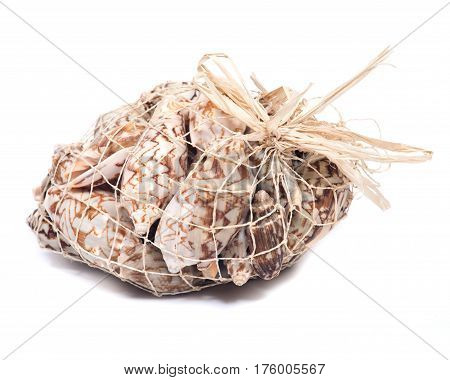 Decorative bag of bat volute sea shells, cymbiola vespertilio, volutidae family, isolated on white bacground
