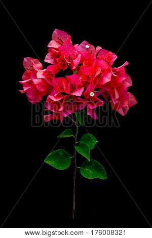 Pink blooming bougainvilleas on black background isolated