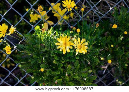 Bright yellow flower shining in the sunset