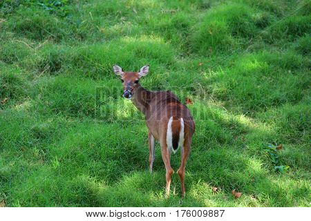 Deer resting among green grass 