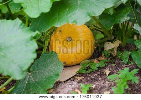 yellow pumpkin growing in the nature garden