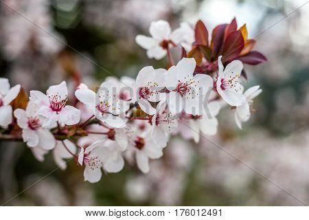 Cherry Blossom And Red Leaves, Green Foliage In The Background, Pink Flowers