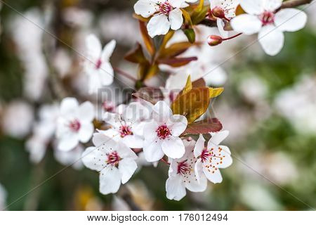 Cherry Blossom And Red Leaves, Green Foliage In The Background, Pink Flowers