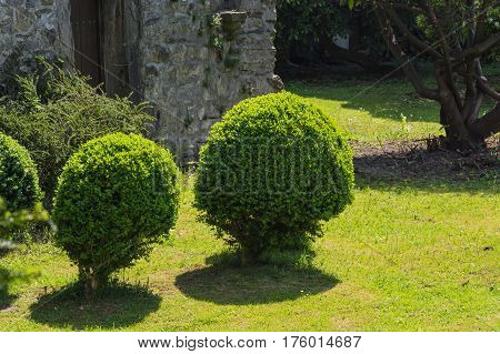 Arborvitae Thuja cut in shape on a meadow.